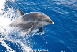 Bottlenose dolphin from the Fairwind II by Joshua Lambus 